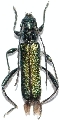 Callimus (Callimus) angulatus