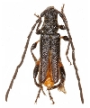 Callimus (Lampropterus) femoratus