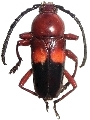 Lissonotus rubidus
