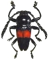 Lissonotus equestris