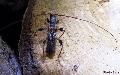 Molorchus (Caenoptera) minor