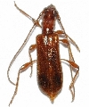 Obrium brunneum 