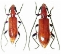 Obrium takahashii