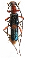 Ossibia cyanoptera  