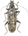 Lacordairina tmesisternoides