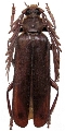 Cheilacanthus severini
