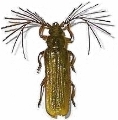 Neoclosterus argodi