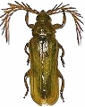 Neoclosterus curvipes