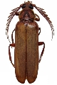 Neoclosterus lujae