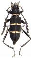 Euryarthrum bifasciatum