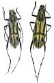 Prothema auratum auratum
