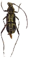 Prothema auratum cariniscapum