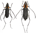 Prothema ochraceosignata