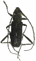 Prothema signatum