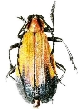 Amphidesmus apicalis