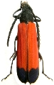 Erythrus atricollis 