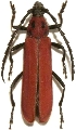 Erythrus fortunei