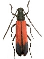 Erythrus sternalis 