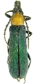 Erythrus viridipennis 