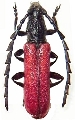 Pyrestes inaequalicollis