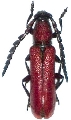 Pyrestes nipponicus