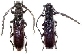 Pyrestes nipponicus