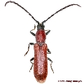 Pyrestes pyrrhus 