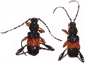 Obrida fascialis