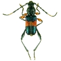 Obrida fascialis