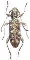 Pempsamacra dispersa