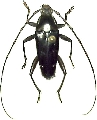 Spintheria gratiosa