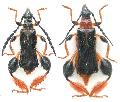 Merionoeda (Macromolorchus) hirsuta