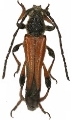 Stenopterus atricornis