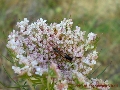 Stenopterus creticus