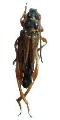 Stenopterus flavicornis
