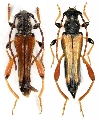 Stenopterus rufus rufus