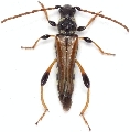 Stenopterus rufus syriacus