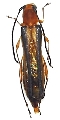 Thranius irregularis 