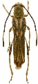 Thranius multinotatus latipennis