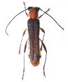 Thranius rufescens
