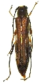 Thranius sumatrensis 