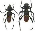 Epipedocera atritarsis 