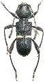 Epipedocera laticollis 