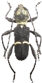 Epipedocera rollei