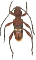 Epipedocera vitalisi