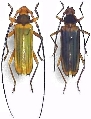 Chlorida cincta