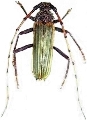 Chlorida costata