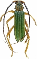 Chlorida festiva