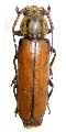 Diploschema weyrauchi