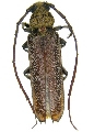 Praxithea derourei